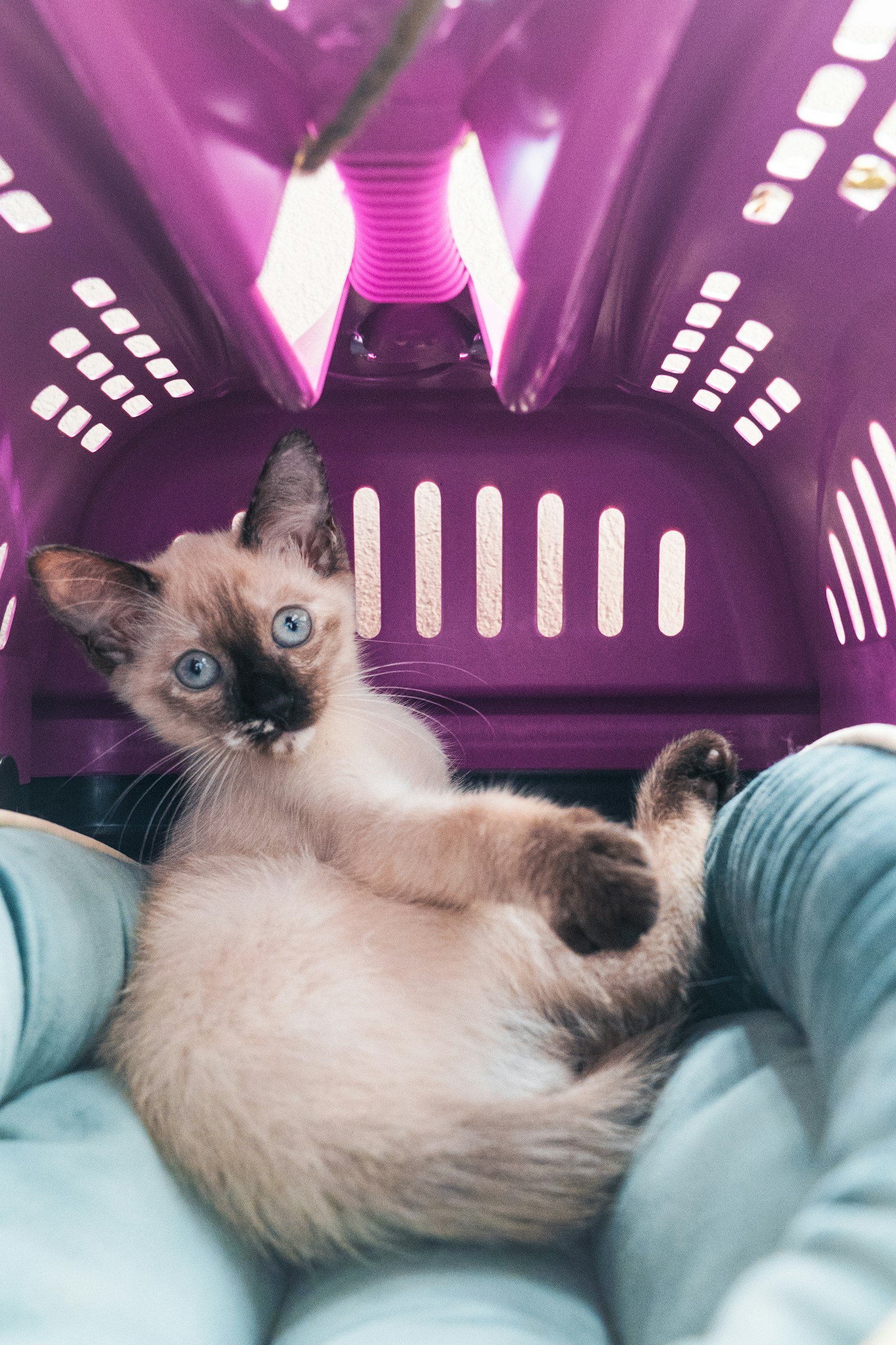 Kitten beristirahat dengan nyaman di dalam carrier terbuka