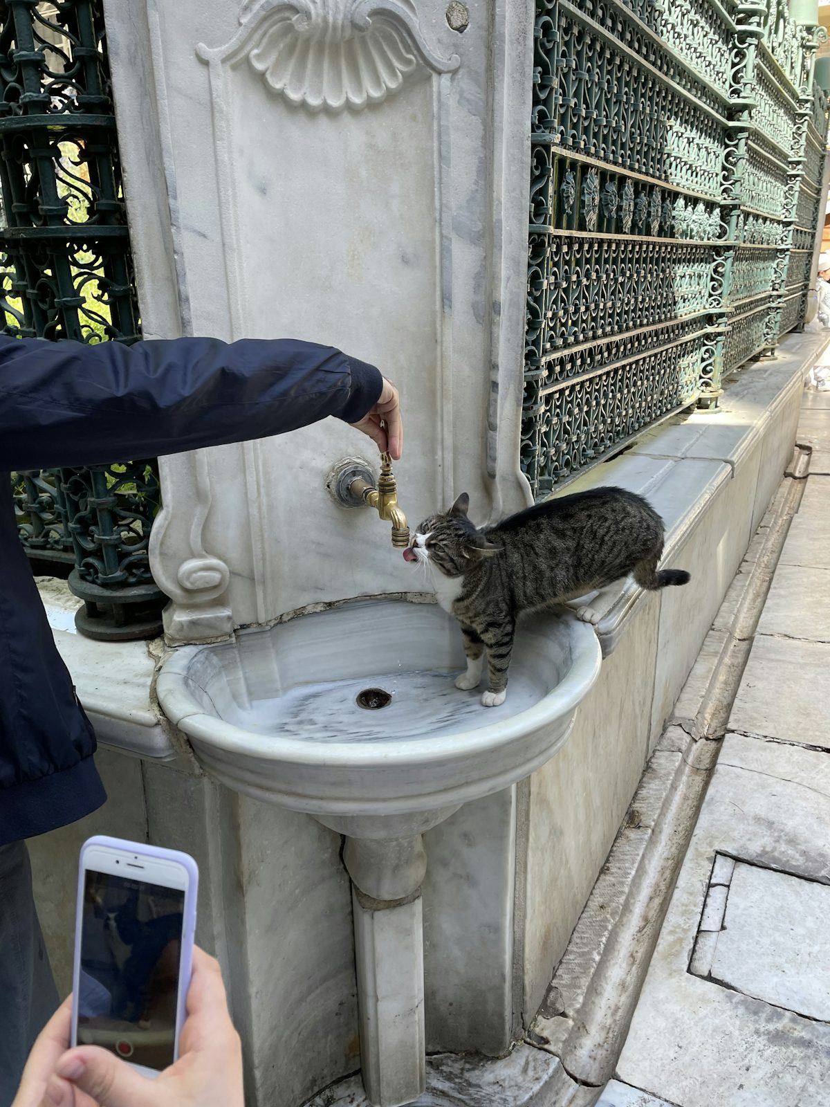 Kucing minum dari water fountain