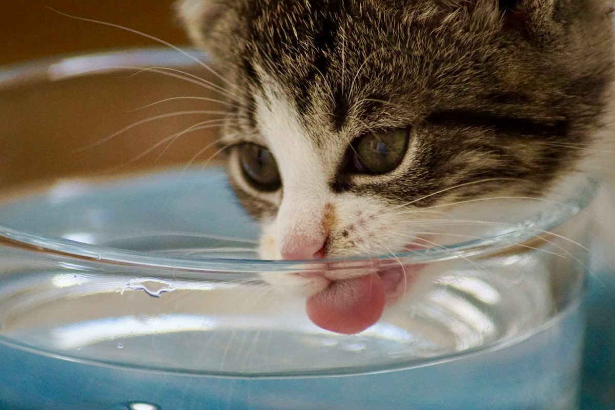 Kucing minum air dari mangkuk kaca