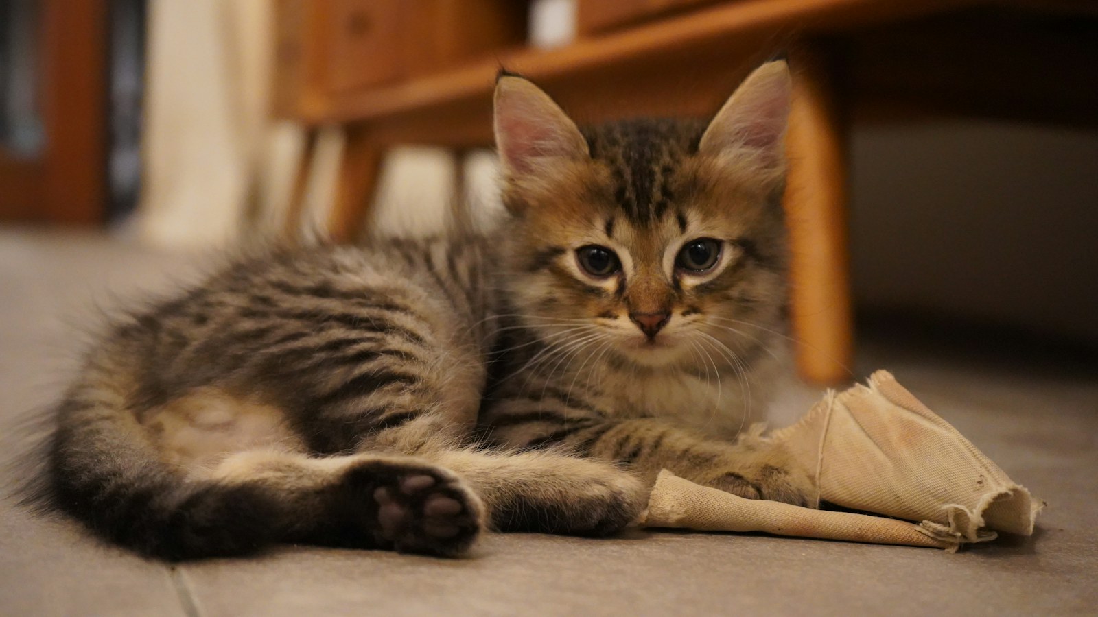 Kucing mengeksplorasi ruangan rumah dengan tenang