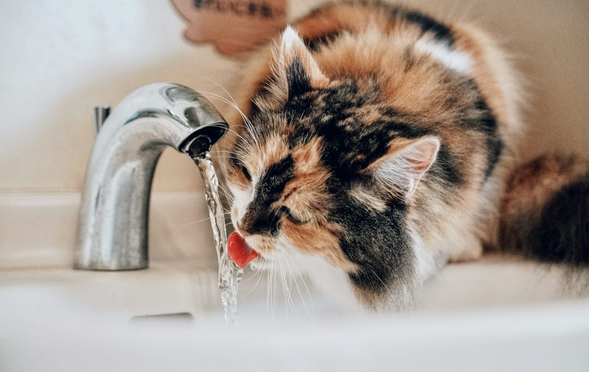 Kucing minum air dari keran di rumah