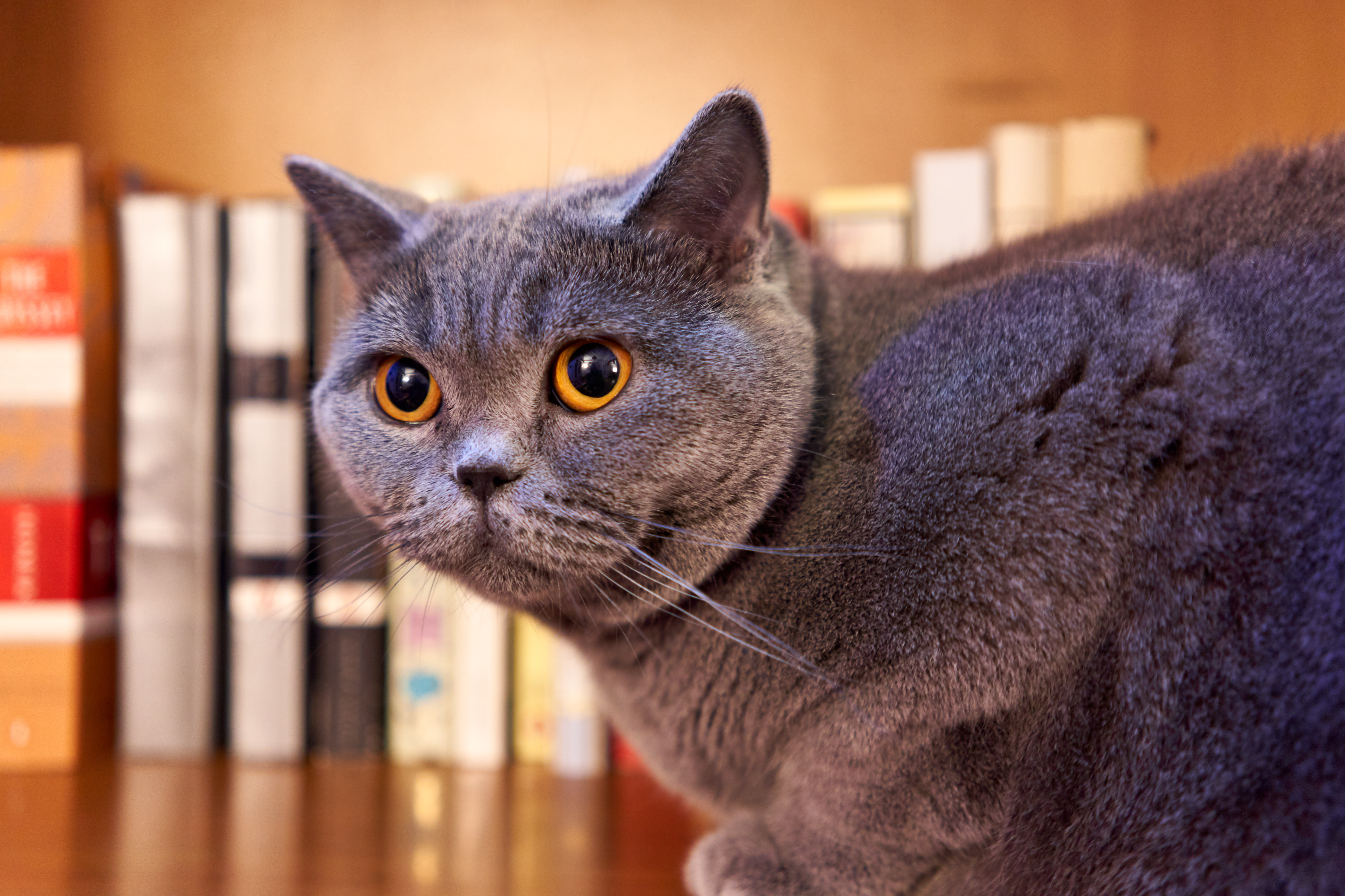 British Shorthair yang menjadi contoh kucing ras dengan silsilah yang dapat ditelusuri