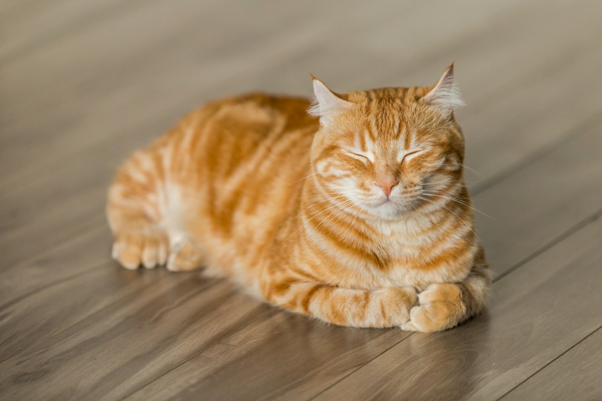 Dua kucing diperkenalkan secara bertahap melalui aroma dan jarak aman