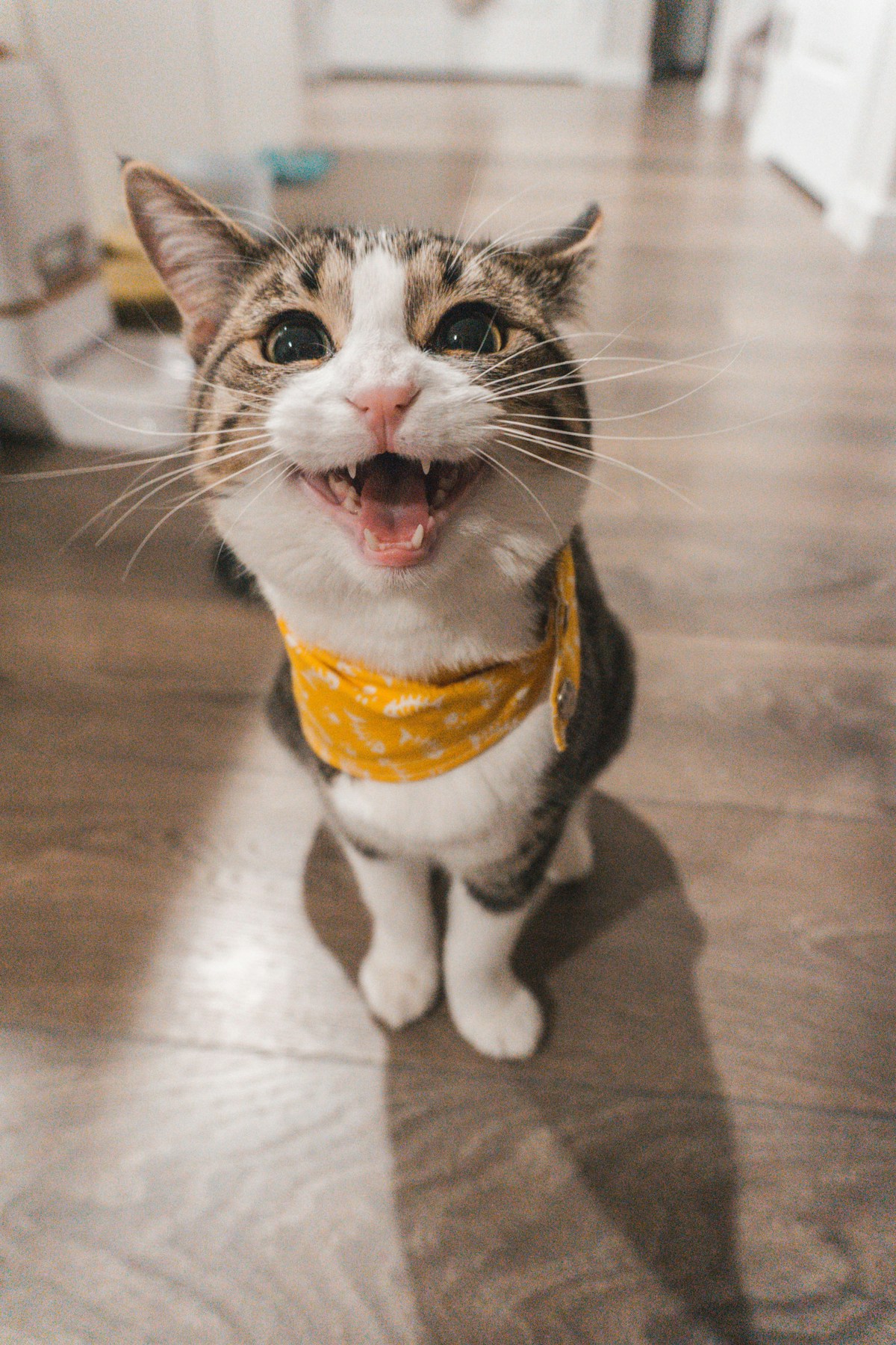 Dua kucing menjalani interaksi pertama dengan jarak dan pengawasan