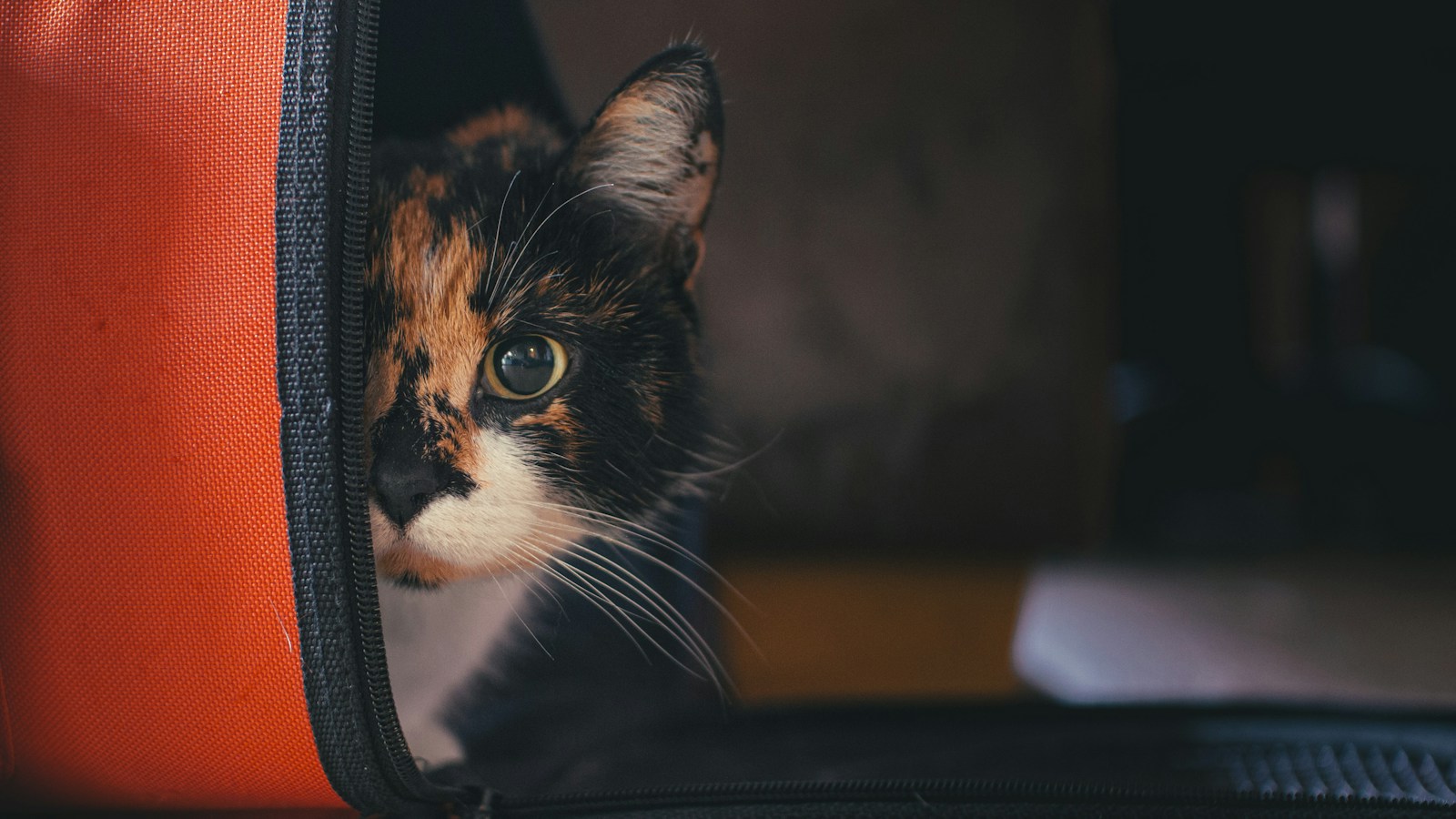 Kucing Baru Pulang: Panduan Agar Cepat Nyaman di Rumah
