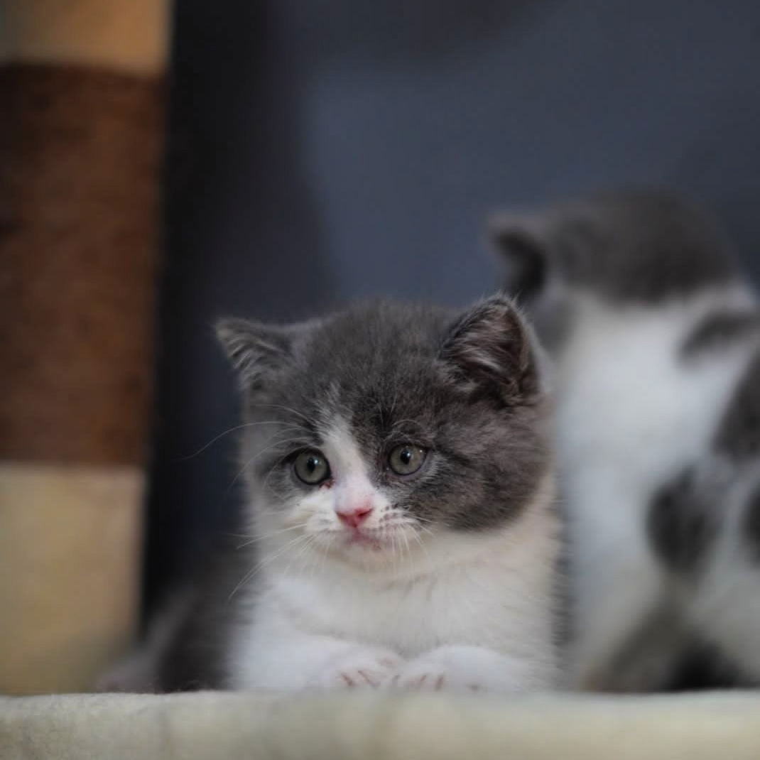 Bulbulcathouse.id's Profile Picture