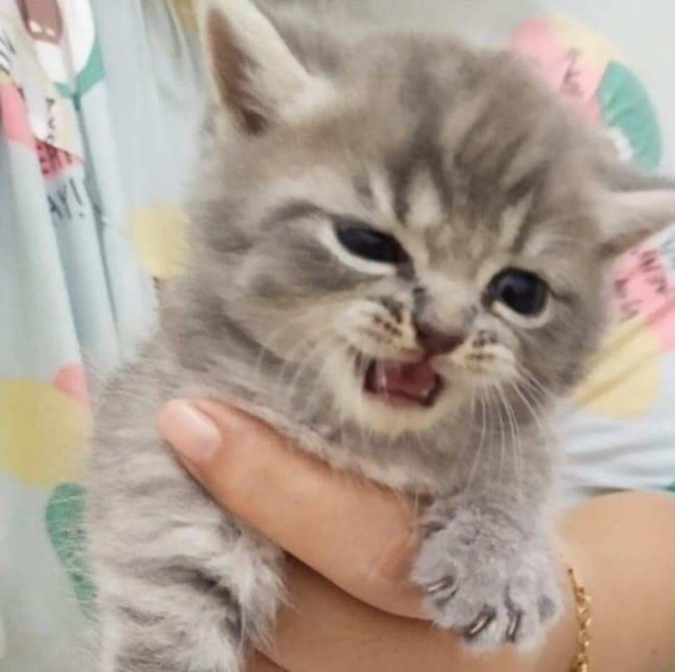Tripleseven Kitzcat 's Profile Picture